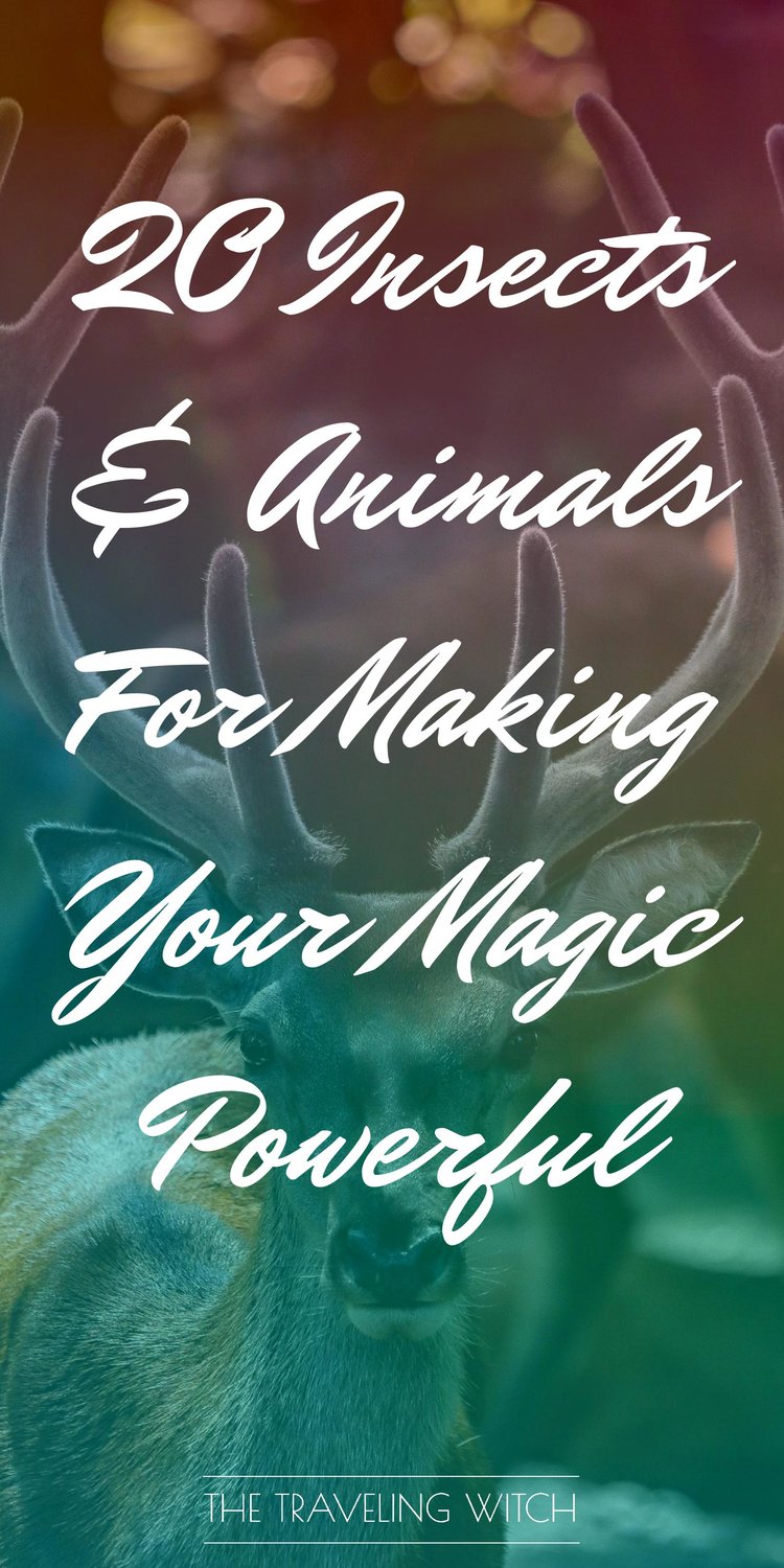 20 Insects & Animals For Making Your Magic Powerful by The Traveling Witch #Witchcraft