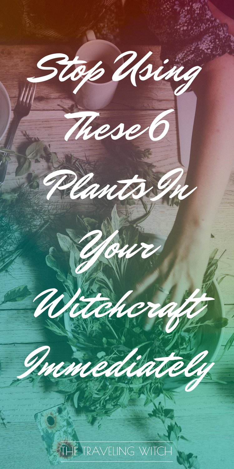 Stop Using These 6 Plants In Your Witchcraft Immediately // The Traveling Witch #magic