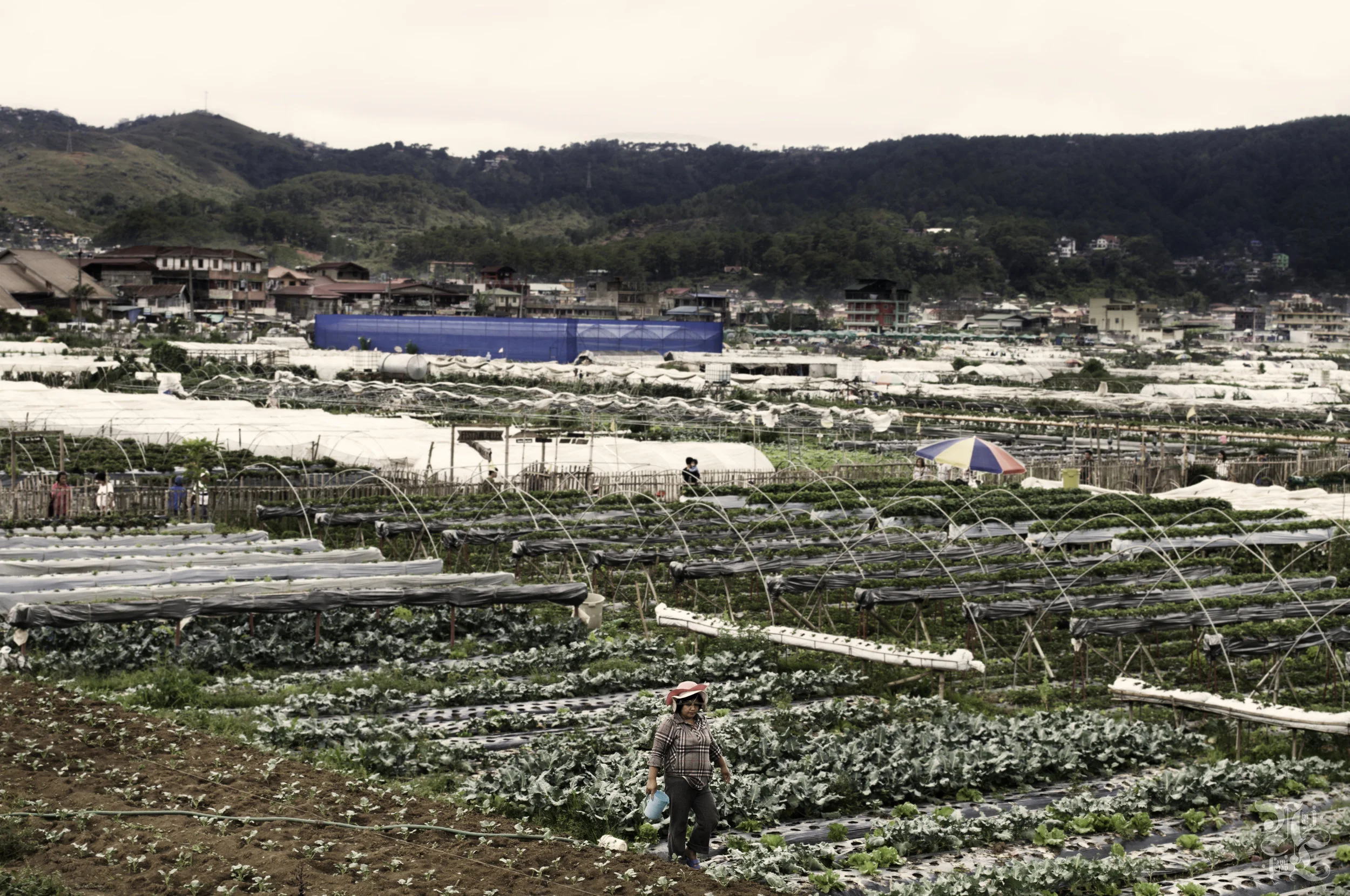 Female worker at Strawberry Farms