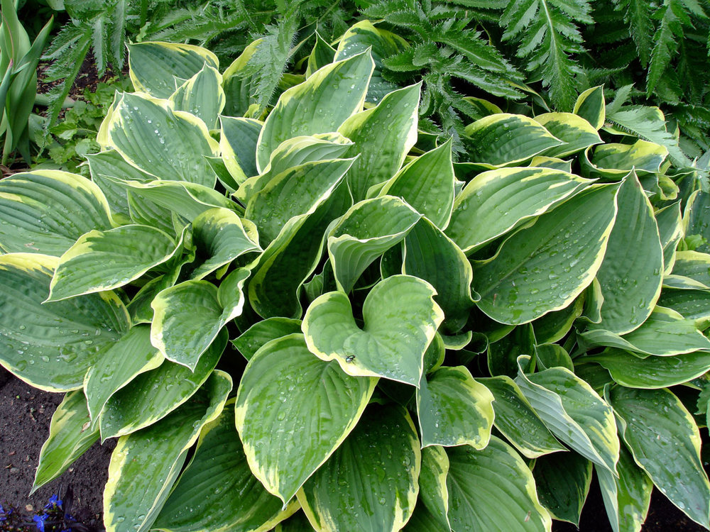 hosta.jpg