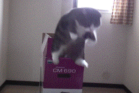 giphy (1).gif