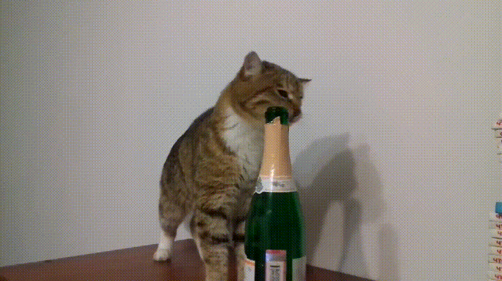 (I originally wrote this for New Years Eve, hence the champagne and New Years cat gifs)