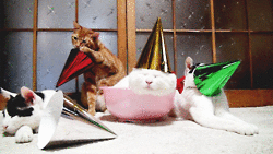 gif-newyear-shiro.gif