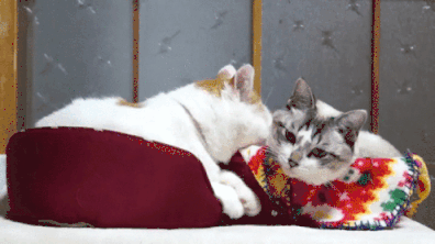 Buddy GIF-downsized_large.gif