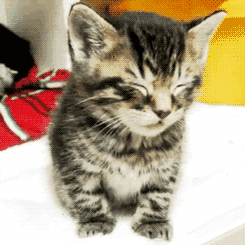 giphy.gif