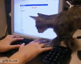 cat-keyboard.gif