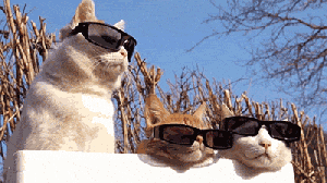 cat-sunglasses.gif