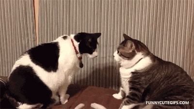 cat-fight.gif