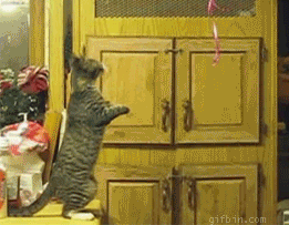 giphy-2.gif