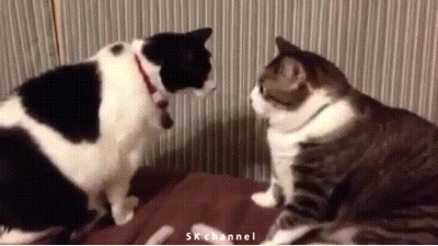 One reason cats are so shareable is because there's so much suspense and humor in their day to day actions.