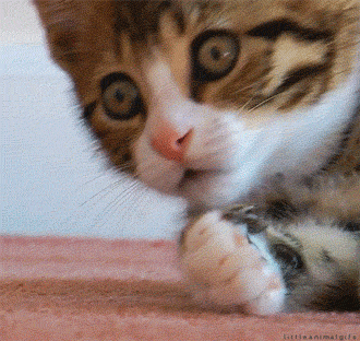 giphy-3.gif