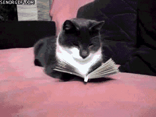 giphy-4.gif
