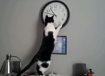 cat-time.gif