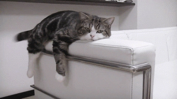 lazy-cat.gif