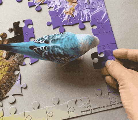 giphy.2018-11-30 16_11_18.gif