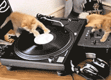 giphy-1.gif