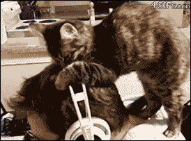 giphy-3.gif
