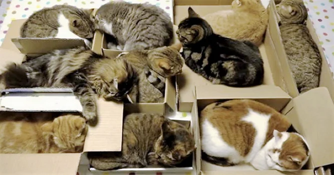 Cats-Love-Boxes-1.jpg