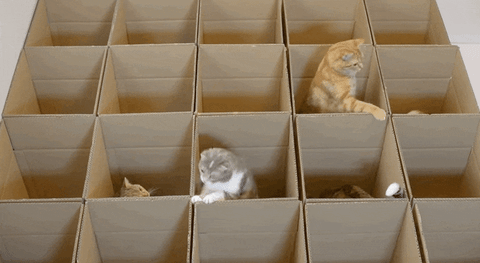 giphy-1.gif