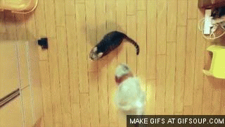 Cat jumping + slow motion
