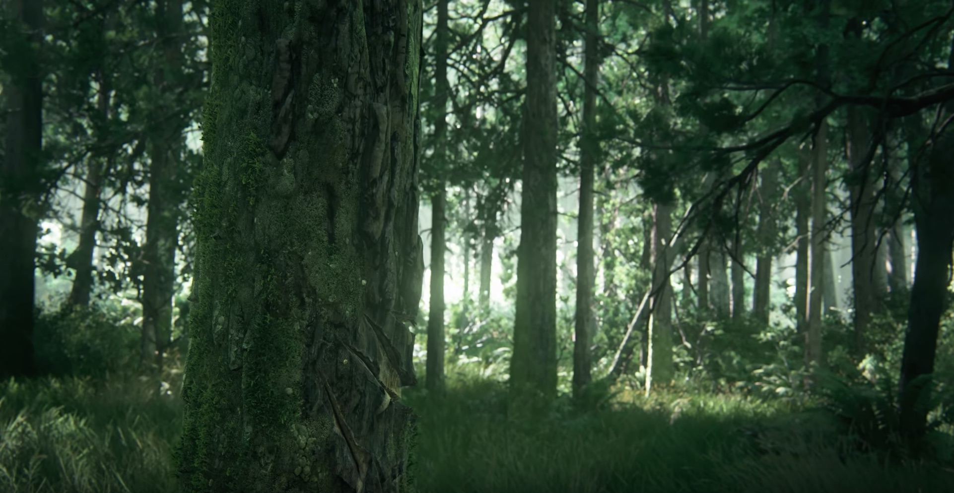The second shot has a closeup of a tree which is scratched up. This still offers no story or setting details. Is the scratch made by a bear? Is it made by a machine?