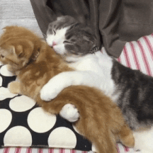 giphy-1.gif
