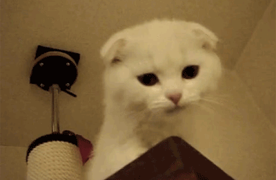 84a0cb8c-24b3-4665-be71-dfc41b53b2c5.gif