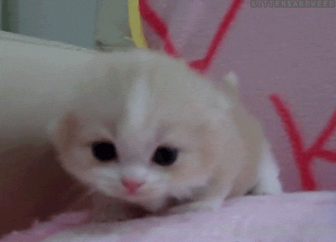 If you're not a cat person, I hope you're received enough value from this newsletter at this point that you'll tolerate my endless cat GIFs :3