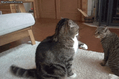 giphy-2.gif