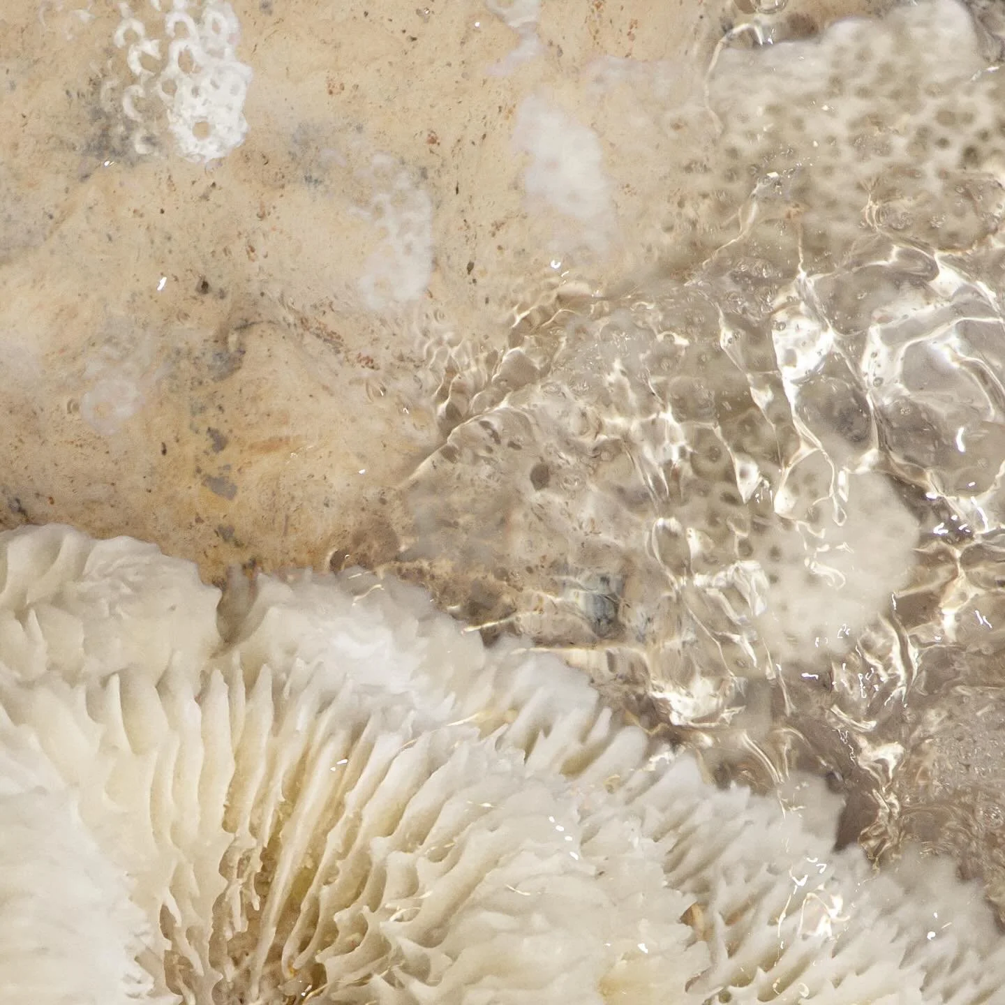 New Black Moon Howl single &ldquo;Bleached Bones&rdquo; out now (link in bio).

Bass/Vox/Misc by @_i.not.i_
Guitar by @julianpetersonnn
Drums by @leor_manelis_drums
Rhodes by @digitalrelic
Mixed by @mark_abrams_audio
Mastered by @magicgardenmastering