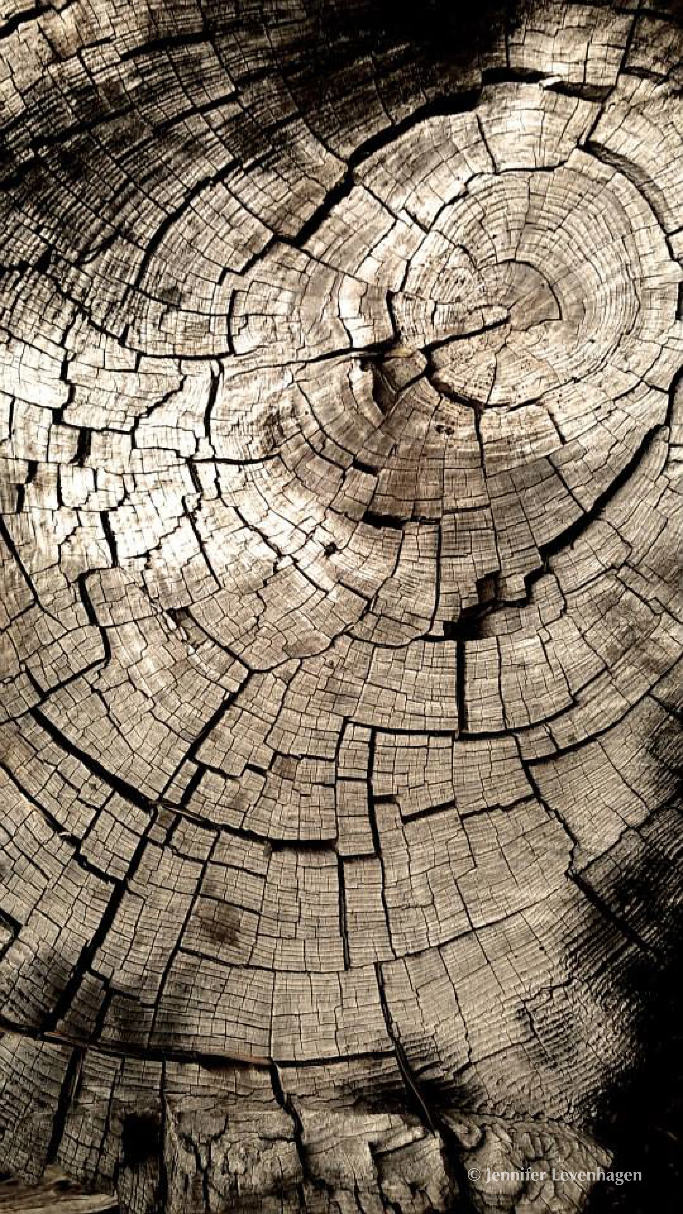 Daily Art from FB Tree Rings copyright.jpg