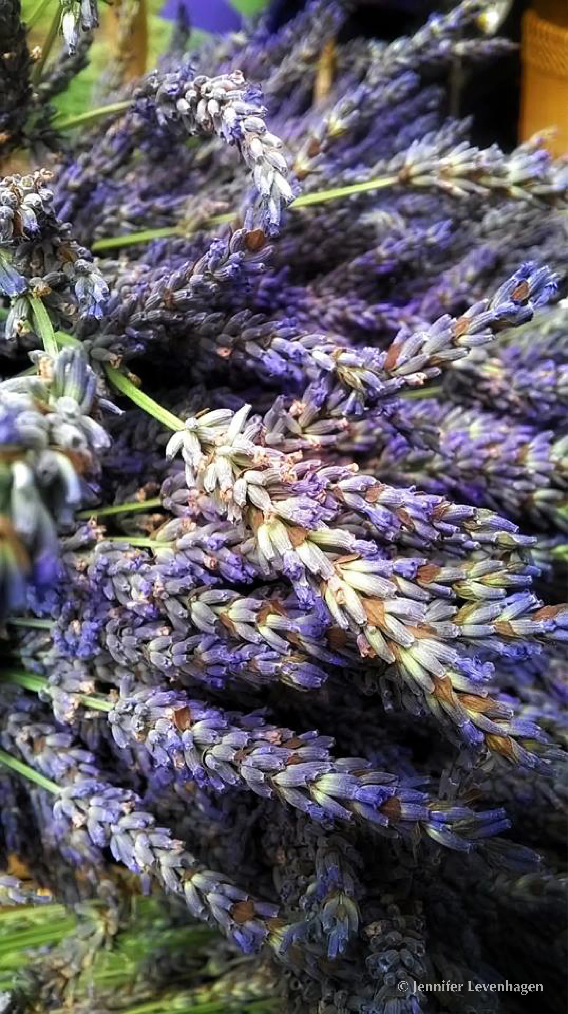 Daily Art from FB Lavender copyright.jpg