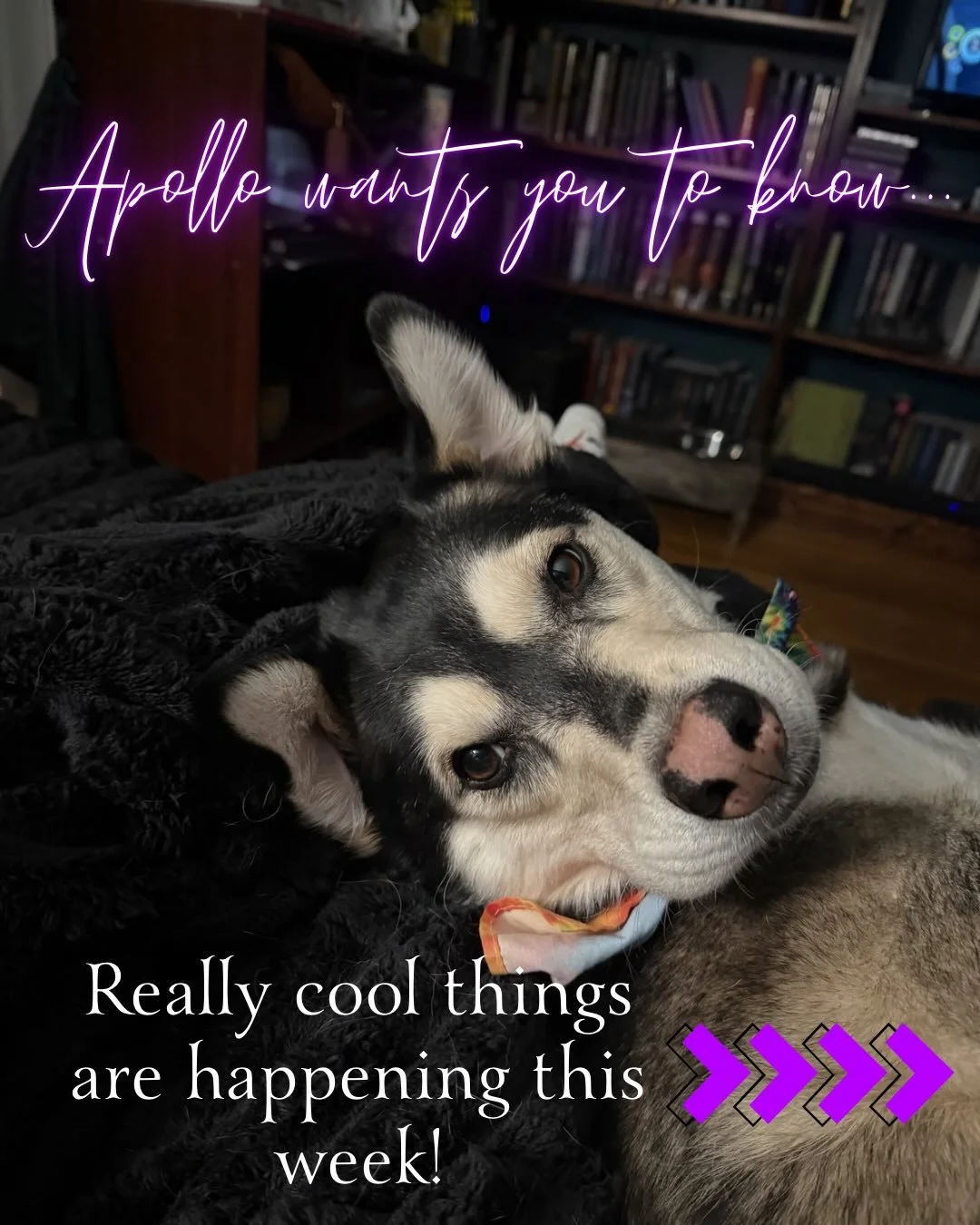 Apollo wants you to know&hellip;

REALLY COOL THINGS ARE HAPPENING THIS WEEK!

~~~~~

My first ever book signing is only two days away! I hope to see you there!

Leana&rsquo;s Books &amp; More in Niles, OH
May 23, 2026
12:00 - 4:00 p.m.

✍️✍️✍️
~~~~~