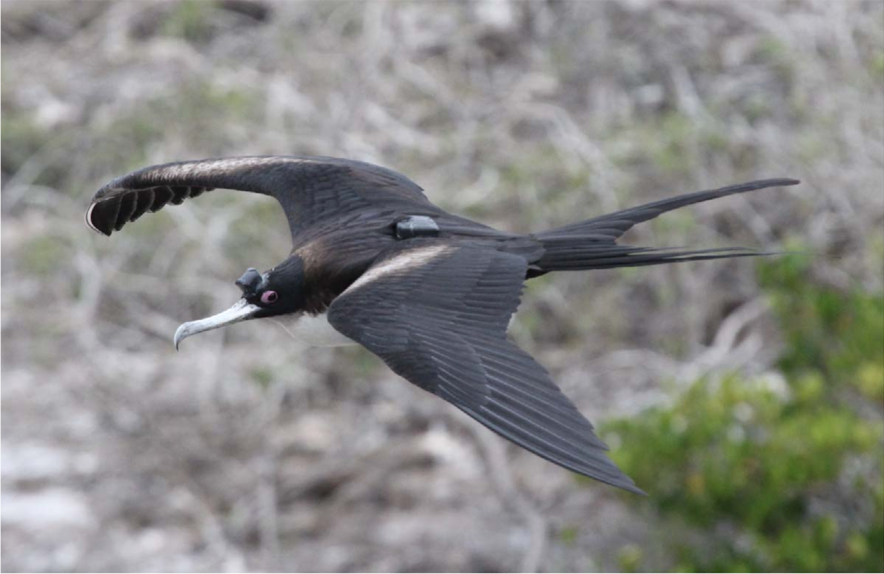 One of the great frigatebirds used in the study reported in Nature Communications, outfitted with EEG sensors, an accelerometer, and GPS.