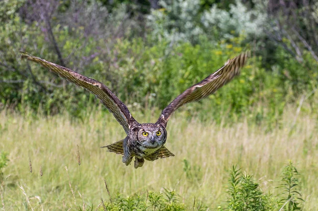 A Great Horned Owl. Source
