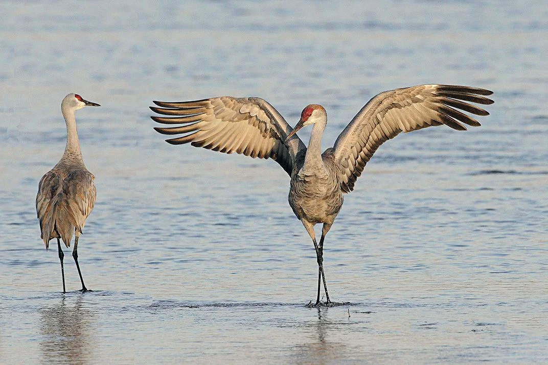 When looking for pictures of Sandhill Cranes, I noticed that the way this bird spreads its wings reminds me an awful lot of the artist renderings of the Mothman, like the ones I posted above. Made me think, for sure! Source