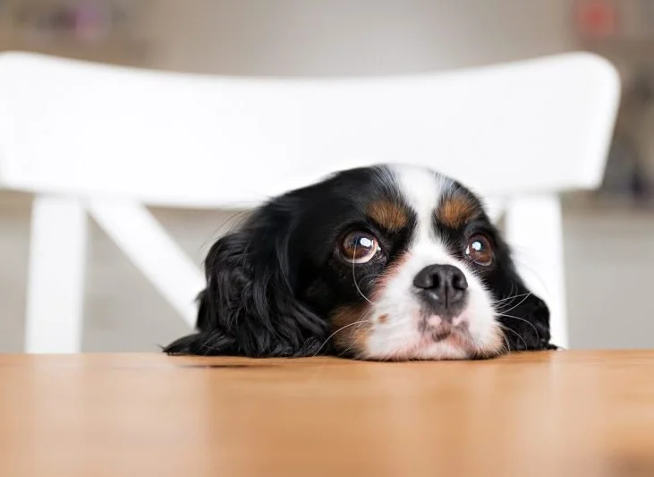 natpetday image.jpg