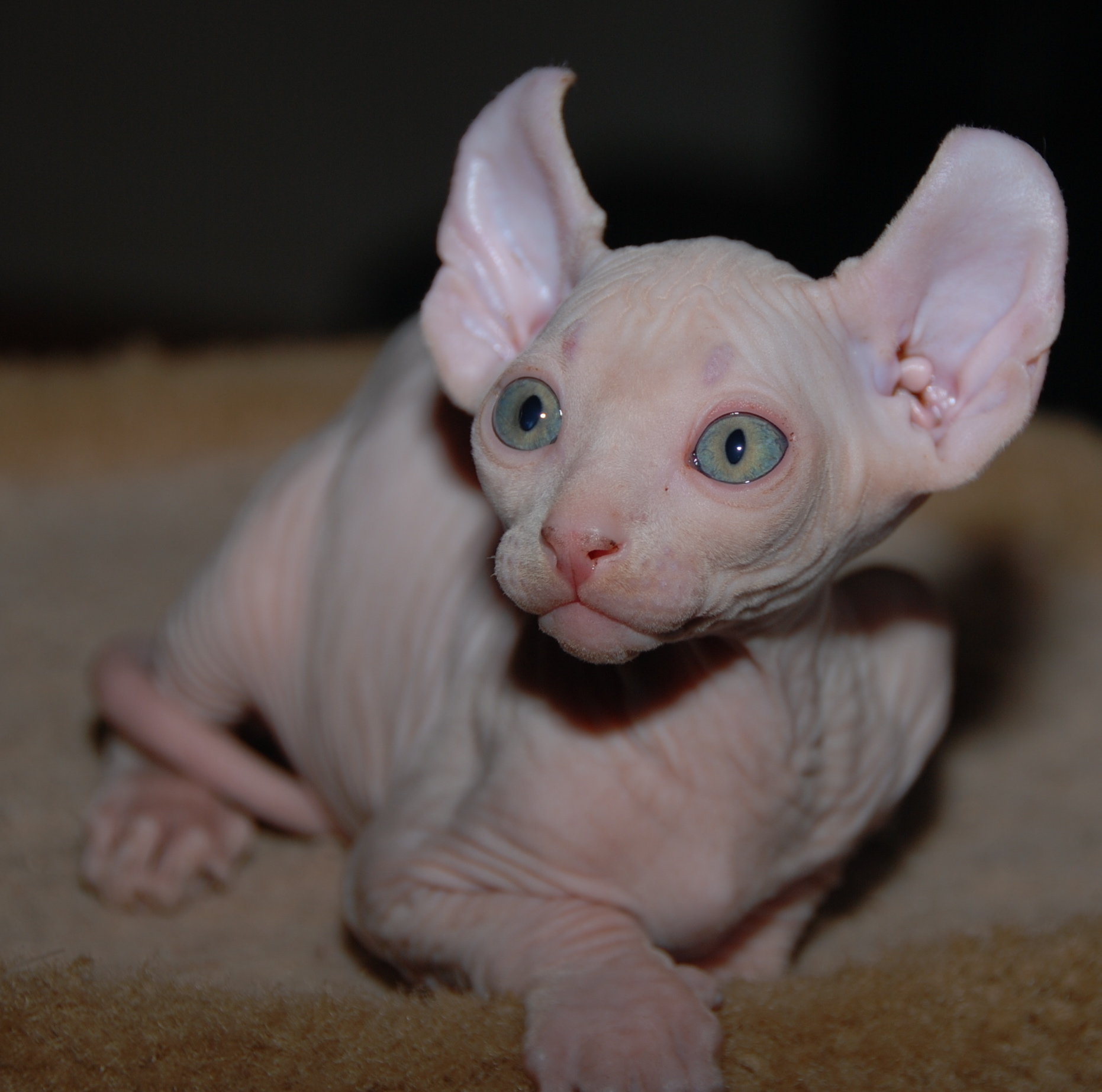 dobby cat kitten