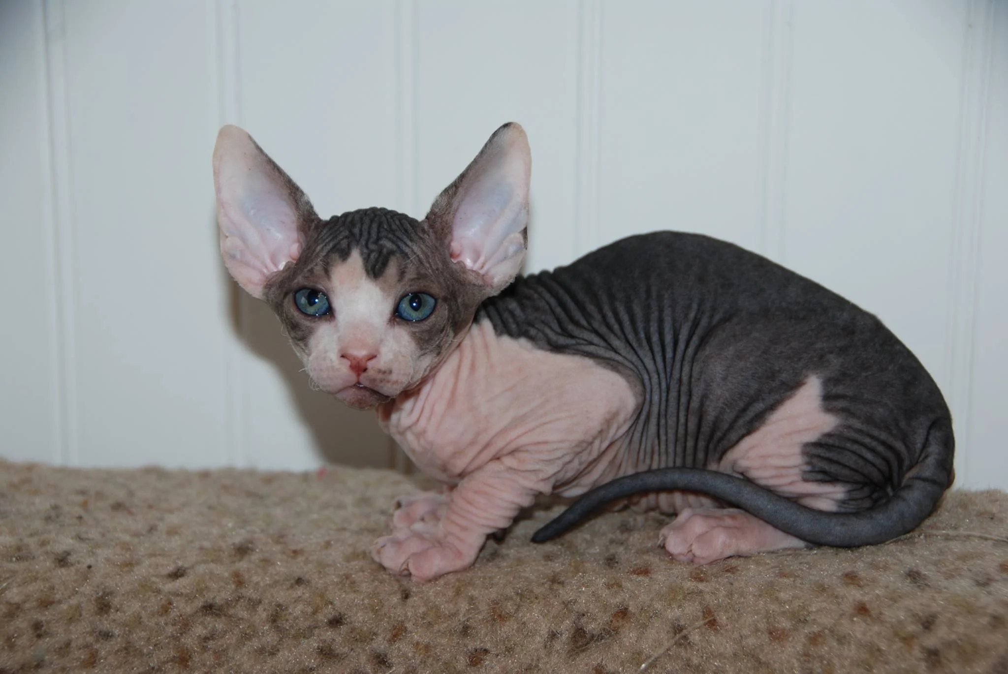 black elf sphynx cat