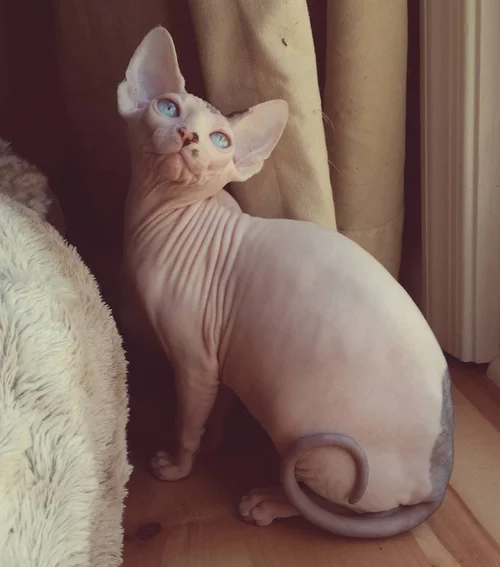 Black Sphynx Sphynx Kittens Hairless Kittens Nocoatkitty Sphynx