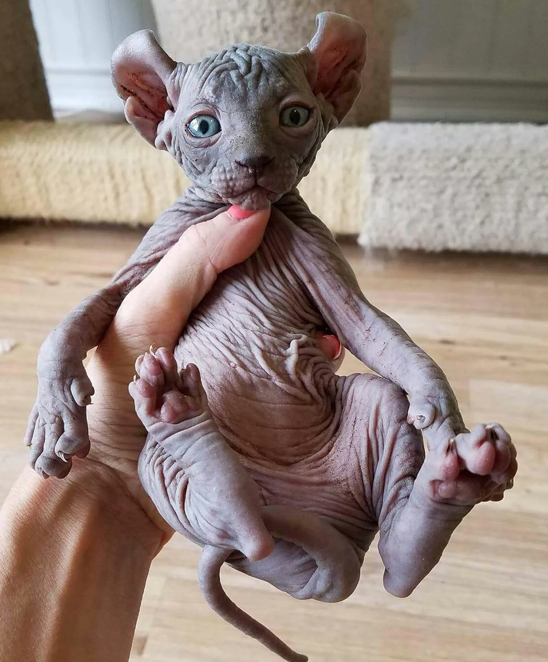 black elf sphynx cat