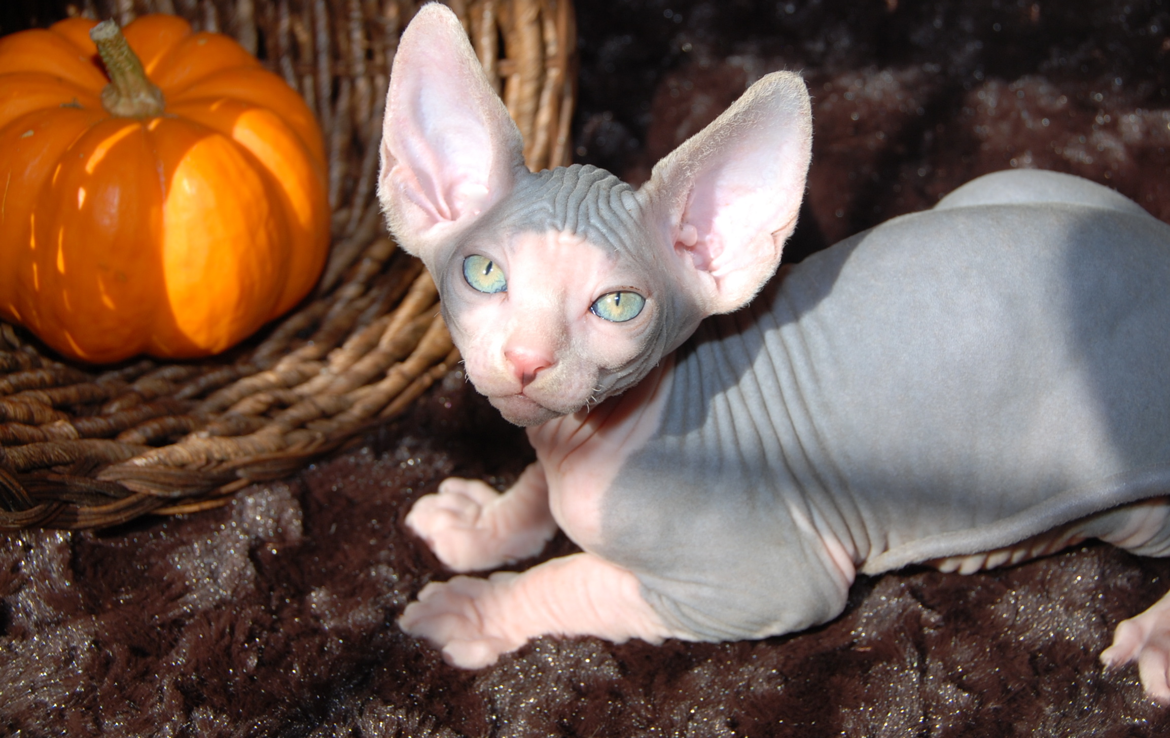 Blue and White Sphynx