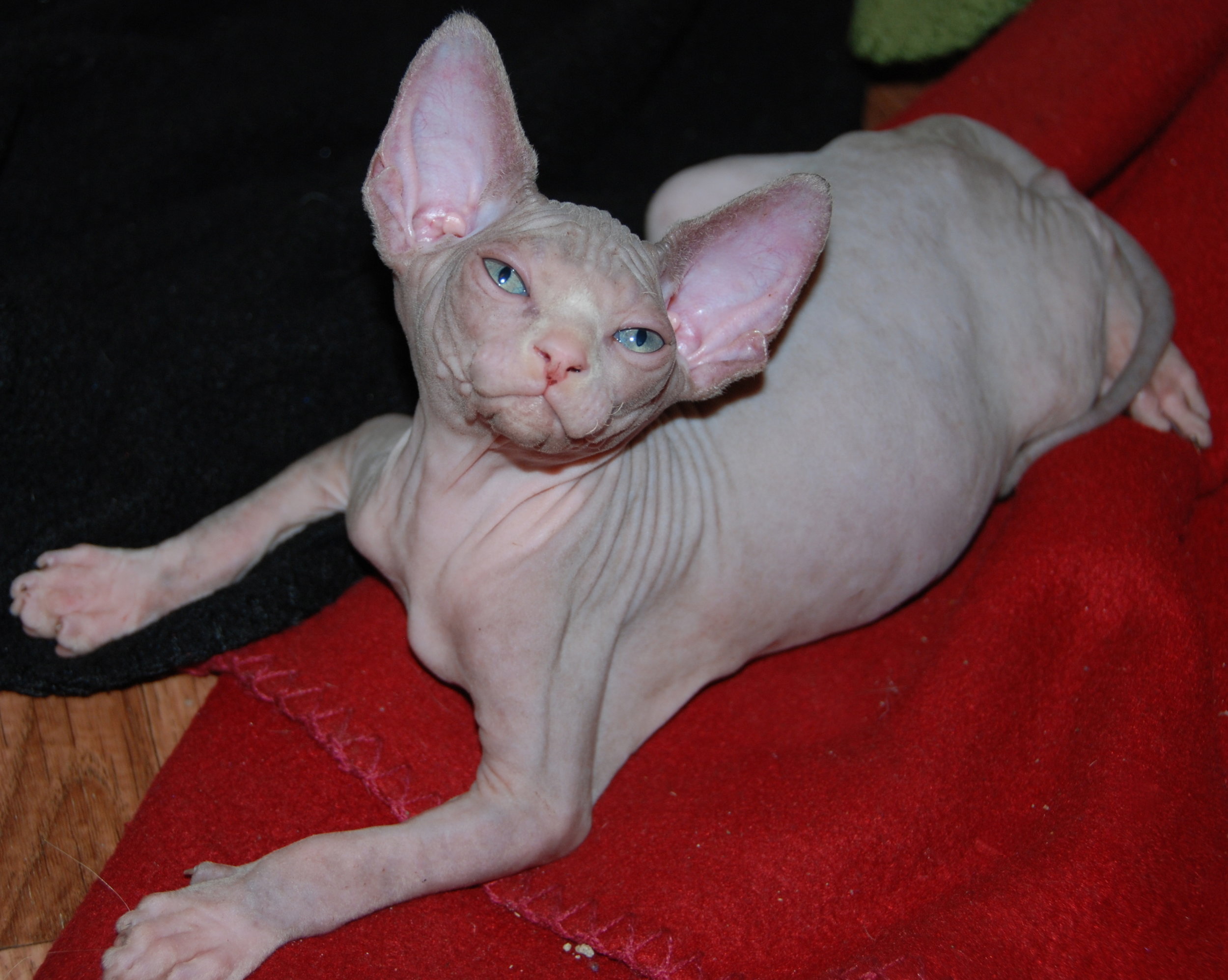Lilac and White Sphynx
