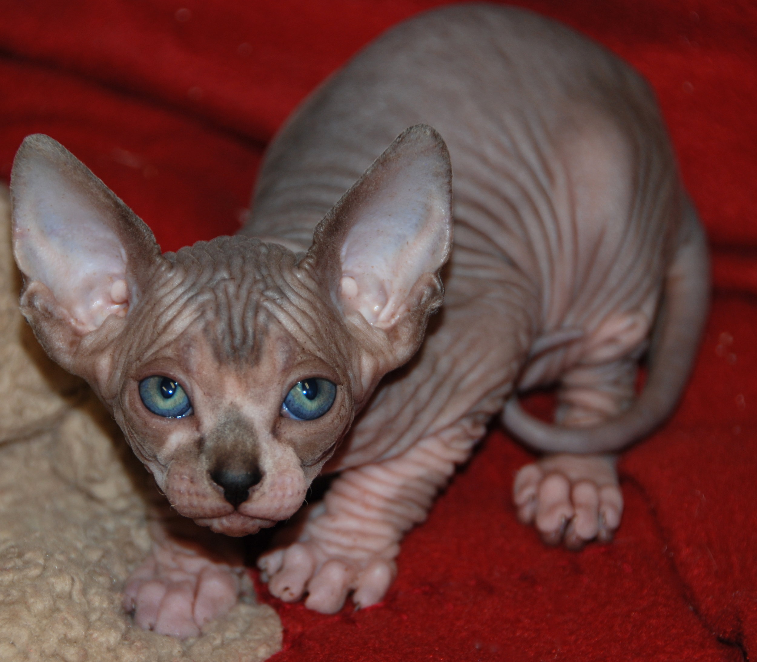 Seal Tabby and White Mink Sphynx
