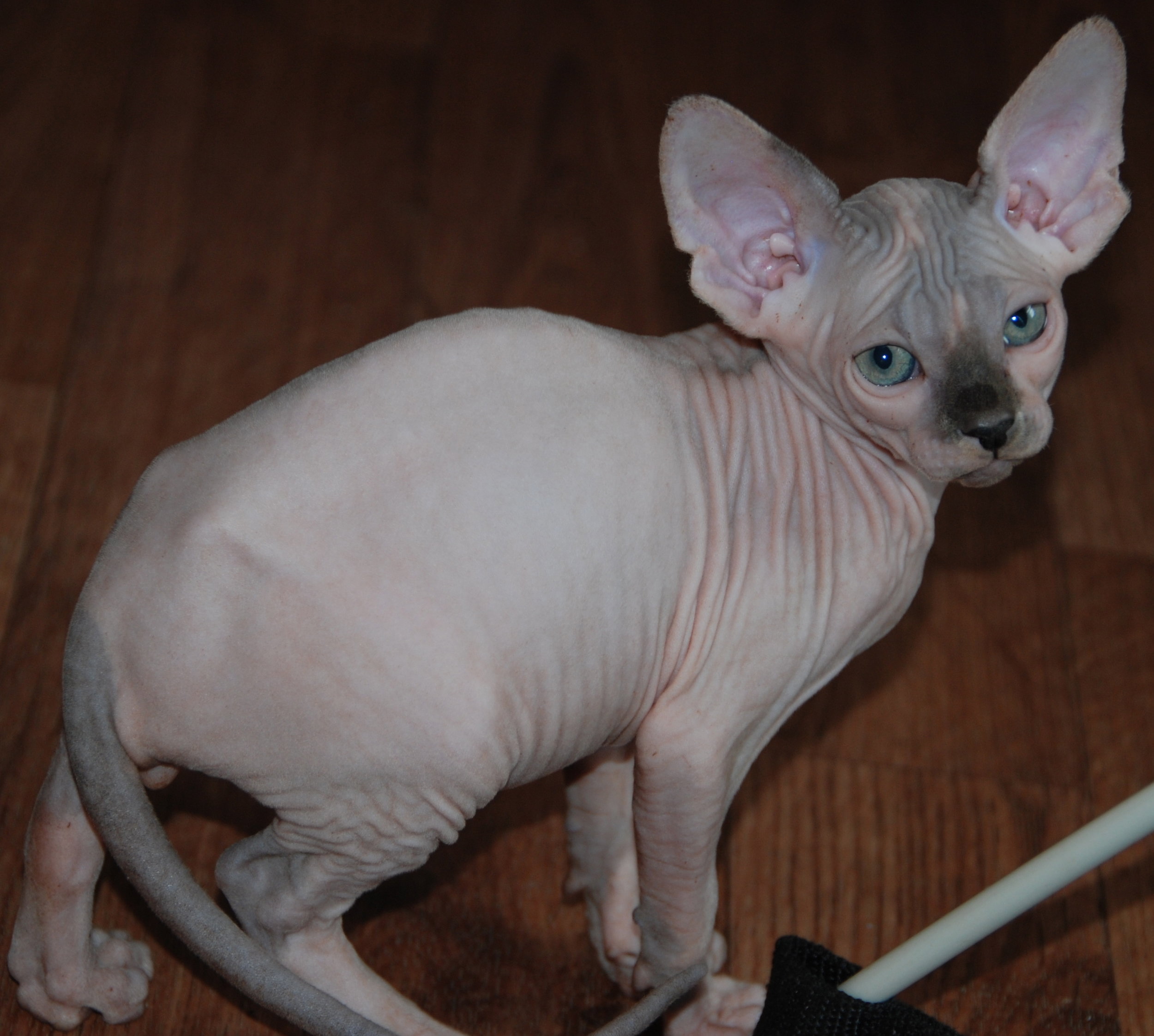 Blue and White Mink Sphynx
