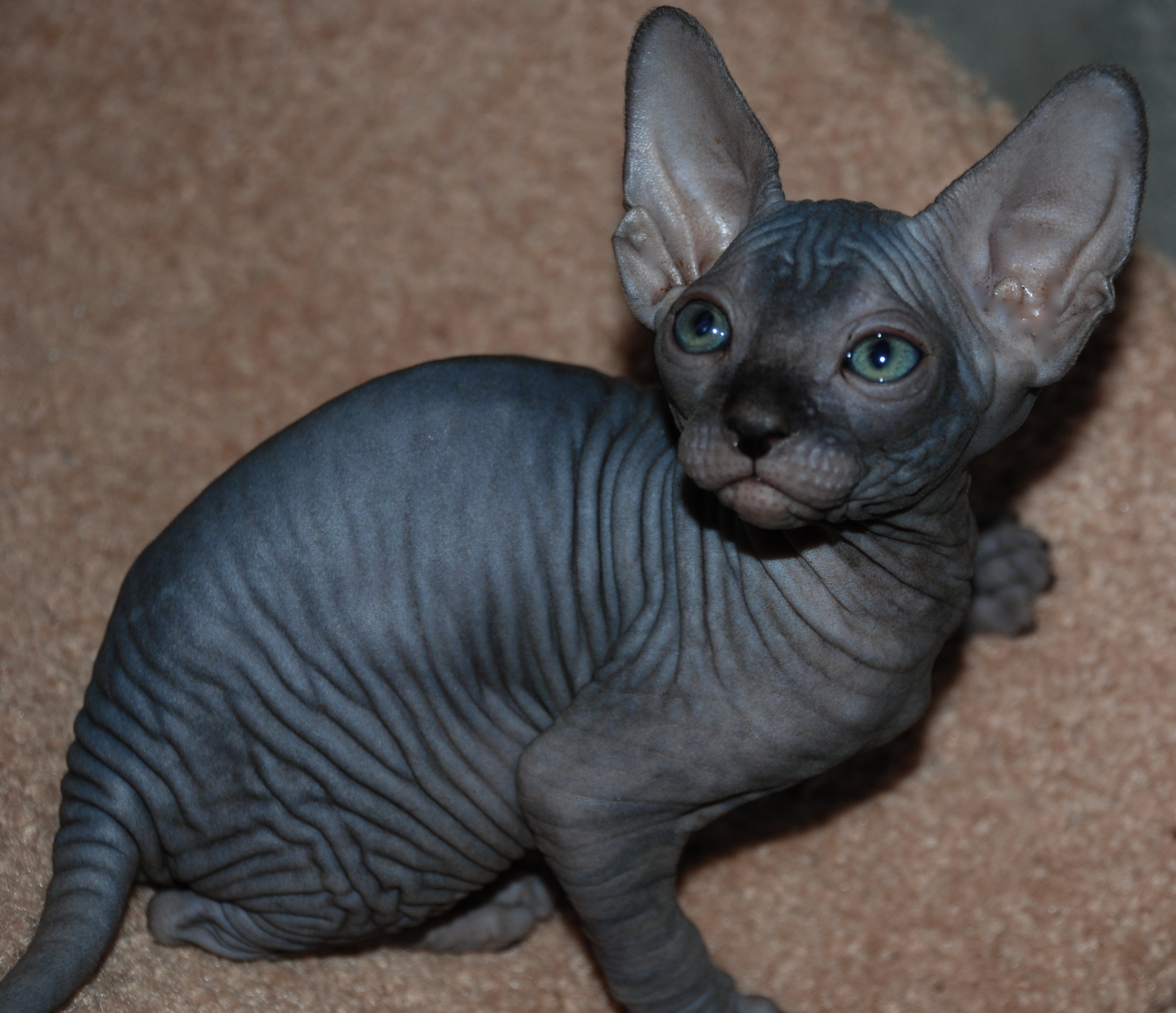 Black Sphynx