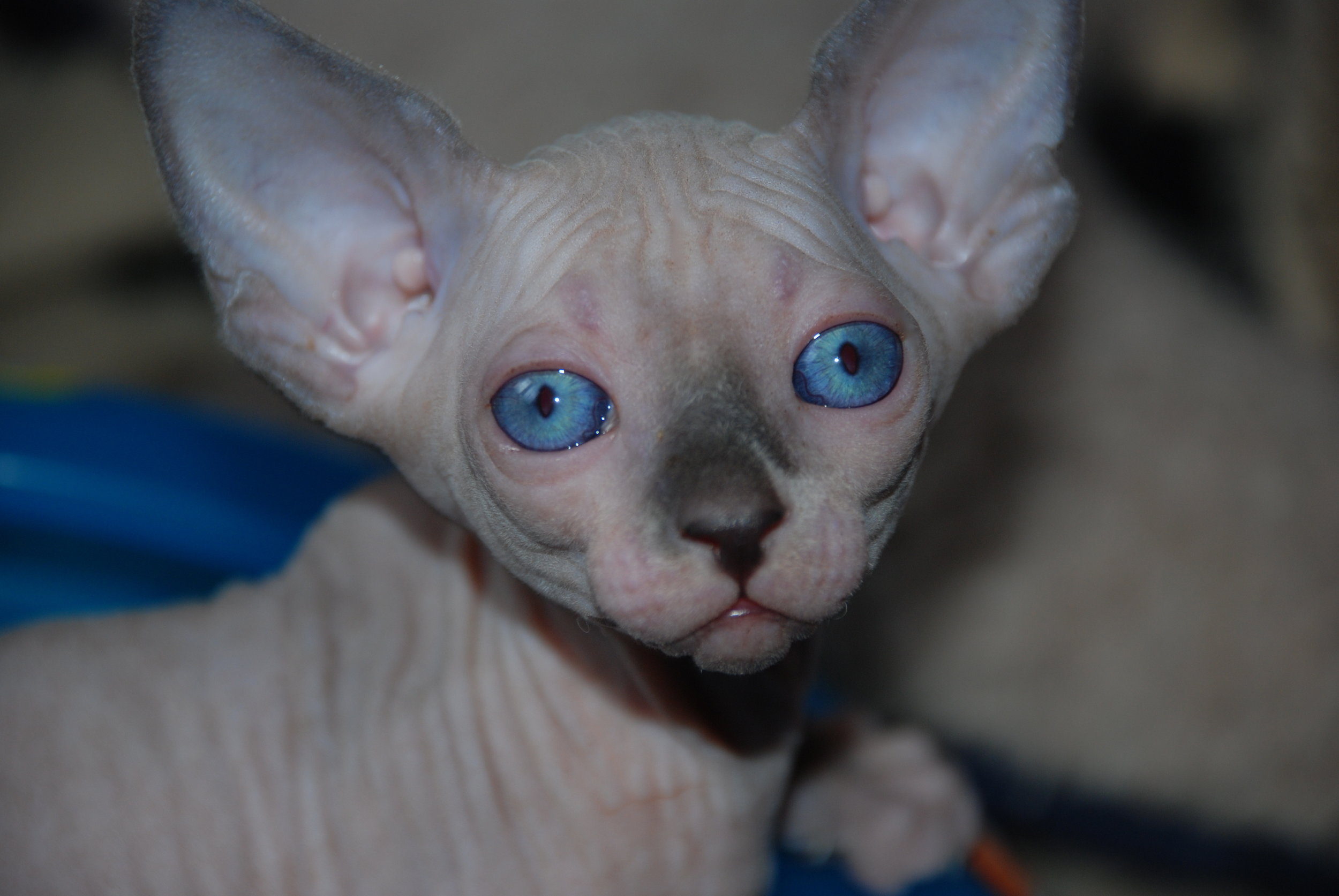 Blue and White Point Sphynx