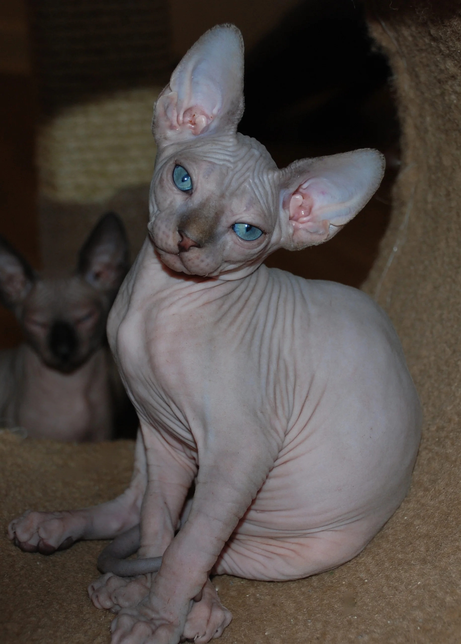 Black Sphynx Sphynx Kittens Hairless Kittens Nocoatkitty Sphynx