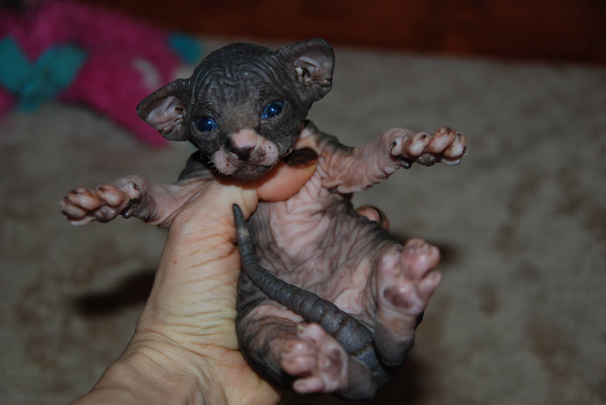 Black and White Sphynx