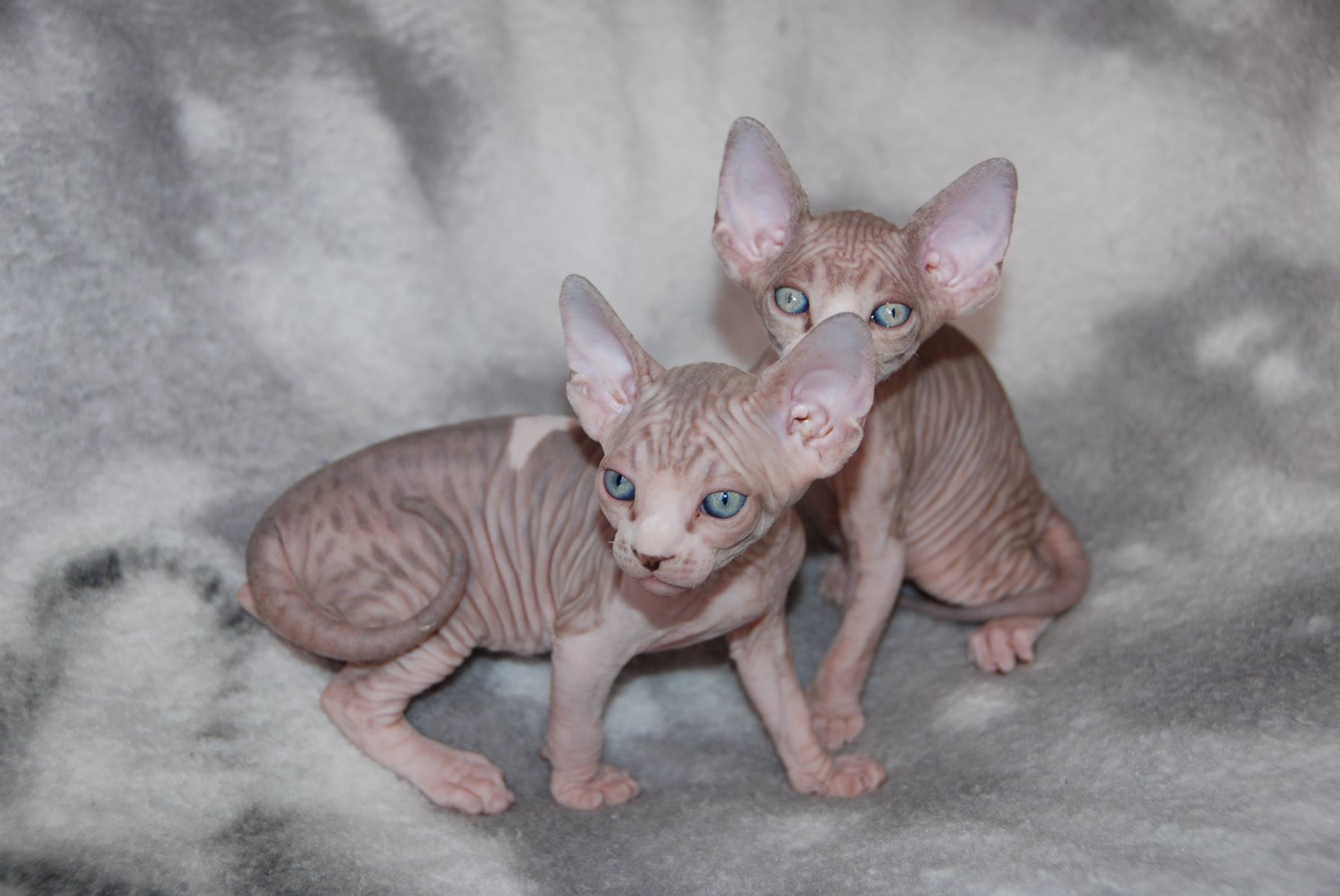 Tabby and White Mink Sphynx